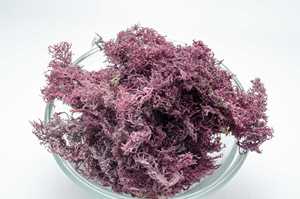 Mousse de mer violette sauvage de qualité supérieure - Product Image 3