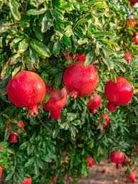 30 Pcs Seeds Organic Garden Red Medina Pomegranate Tree Seed Fresh Potted Soil