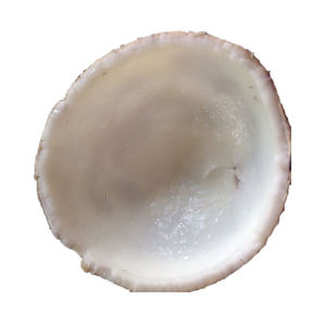 Carne de coco tierna en rodajas congelada, carne de coco joven, suministro a granel para fábrica de zumos y postres - Product Image 2