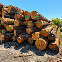 Bûches de chêne blanc européen |   Bois dur durable pour la construction et les revêtements de sol