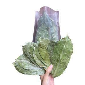 Pas de conservateurs Naturel 100% Feuilles de corossol séchées biologiques Feuilles de corossol séchées naturelles - Product Image 3