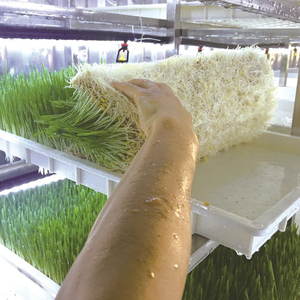 Contenedor Agrícola Inteligente de 40 pies, 8 Niveles, Cultivo Vertical Hidropónico de Forraje de Cebada, Fertilización Automática, Casa Contenedor - Product Image 5