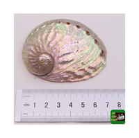 Kerang celup merah muda mengilap dekorasi aksen noda kerang/Paua Selandia Baru ibu kerang mutiara harga murah