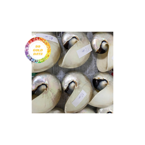 Fourniture en vrac de coquilles Nautilus magnifiquement polies disponibles en plusieurs tailles à des prix compétitifs - Product Image 2