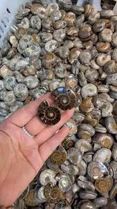 อัญมณีคู่แอมโมไนต์ธรรมชาติ AAA อัญมณีคู่แอมโมเนียมที่สวยงามสำหรับทำเครื่องประดับ - Product Image 5