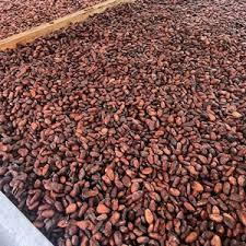 Vente en gros de fèves de cacao brutes séchées entièrement fermentées, qualité export - Product Image 2