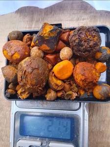 Cálculos biliares de buey de vaca a precio de fábrica suministrados en cantidad a granel para venta al por menor y comercio - Product Image 3