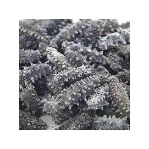 Wholesale Supplier of Dried Sea Cucumber Healthy Foods Dry Sea Cucumber for Sale at Bes Affordable Prices