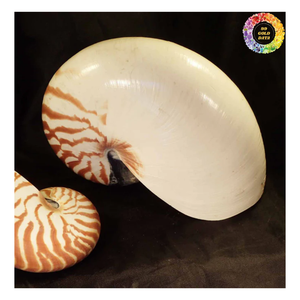 <strong>Nautilus</strong> <strong>Shell</strong> Conch, Polished <strong>Nautilus</strong> <strong>Shell</strong>, Large <strong>Nautilus</strong> <strong>Shell</strong> Wholesale for Collectibles and Decoration Export - Product Image 6