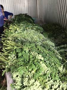 Feuilles de Moringa séchées en provenance directe d'usine au Vietnam, feuilles entières coupées pour sachets de thé en vrac, approvisionnement en vrac avec option d'étiquetage personnalisé - Product Image 2
