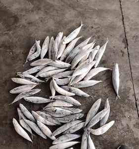 Frozen IQF Pacific Herring <b>Fish</b> Wholesale Edible 12 Months Shelf Life Price - Product Image 3