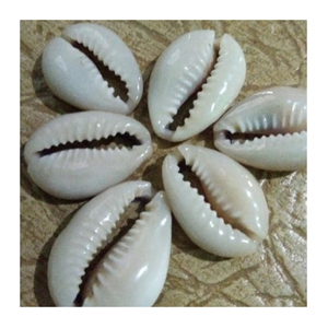 Conchas de cauri secas y pulidas de Vietnam, pequeñas conchas blancas naturales, limpias y vacías, adecuadas para la exportación global - Product Image 1