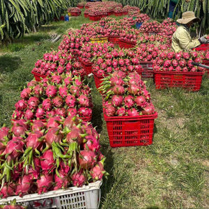 FRUTA DE DRAGÓN PURA Y FRESCA DE VIETNAM/EXÓTICA, VIBRANTE Y RELLENA DE SABOR - Product Image 4