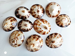 Fabricante de Vietnam Conchas decorativas para lapas Cáscara de Opihi pulida Conchas de Lapa ovaladas naturales de alta calidad - Product Image 5