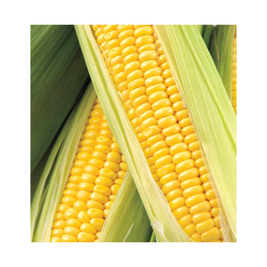 Maíz amarillo seco asequible, maíz amarillo no GMO y maíz blanco para alimentación humana y Animal - Product Image 1