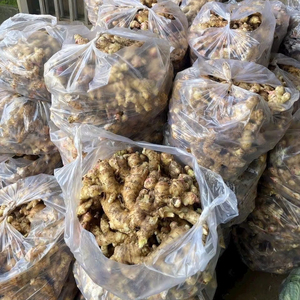 Raíz de jengibre fresco a granel al mejor precio del proveedor de Vietnam Bao Tram Anh Top Agriculture Product - Product Image 1