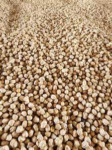 Dijual kacang polong kering protein tinggi kacang merah asli India
