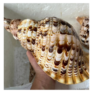 Concha de Caracol y Concha de Trompeta, Gruesas y Sólidas, de Calidad para Arreglos Decorativos y Suministro para Exportación al por Mayor - Product Image 1