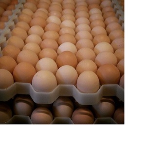 Buy FRESH EGGS White Hatching Chicken <b>Table</b> Eggs-AGROVION DE Germany 6 Months <b>Shelf</b> Life Cold Storage Food Use - Product Image 2