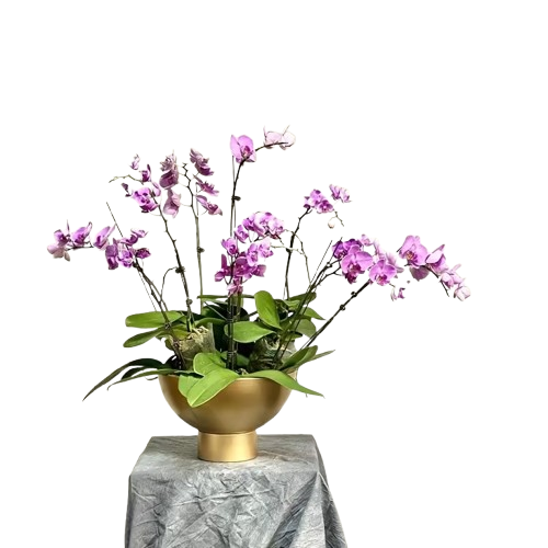 ตามที่แสดง