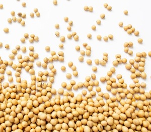 Top US <b>Soybeans</b> - USA EXPORT/Non GMO <b>Soybeans</b> High Quality Soya Beans / Soy Bean for Sale - Product Image 2