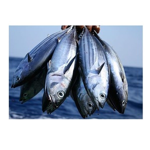 Pescado Premium, Atún Skipjack Entero Congelado - Product Image 2