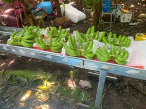 กล้วยคาเวนดิชสดใหม่จากเกษตรกรเวียดนาม - Product Image 3