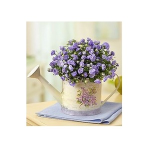 Maceta Decorativa para el Hogar y Regadera de Diseño Premium, Regadera Galvanizada para Jardín y Patio a Precio Económico - Product Image 5