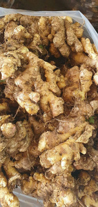 Jengibre fresco a granel de Vietnam Proveedor de productos agrícolas Bao Tram Anh Company - Product Image 3