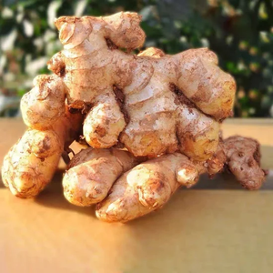 Nouvelle récolte d'herbes et d'épices Gingembre frais pur cru naturel - Product Image 1