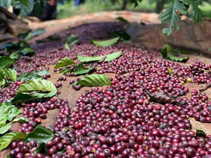 บริการขายส่งเมล็ดกาแฟอาราบิก้าออร์แกนิกจากเวียดนาม พร้อมบริการบรรจุภัณฑ์ตามสั่ง หลากหลายประเภท รวมถึงอาราบิก้า - Product Image 5