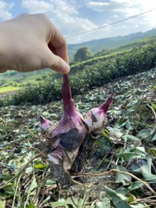 Almidón de Arrowroot Orgánico de Alta Calidad, Mejor Precio, Sabor Natural para Alimentos e Ingredientes, Envasado en Bolsa, Origen Vietnam - Product Image 6