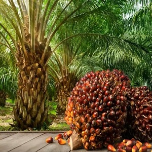 Huile de palme RBD en vrac à prix de gros 100% pure - Product Image 3