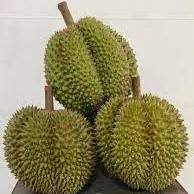 Handpicked <b>Fresh</b> Durians From Thailand Khey Taladthai Brand Grade A-Perfectly Ripe Creamy Exotic Tropical Flavor Best Thailand - Product Image 2