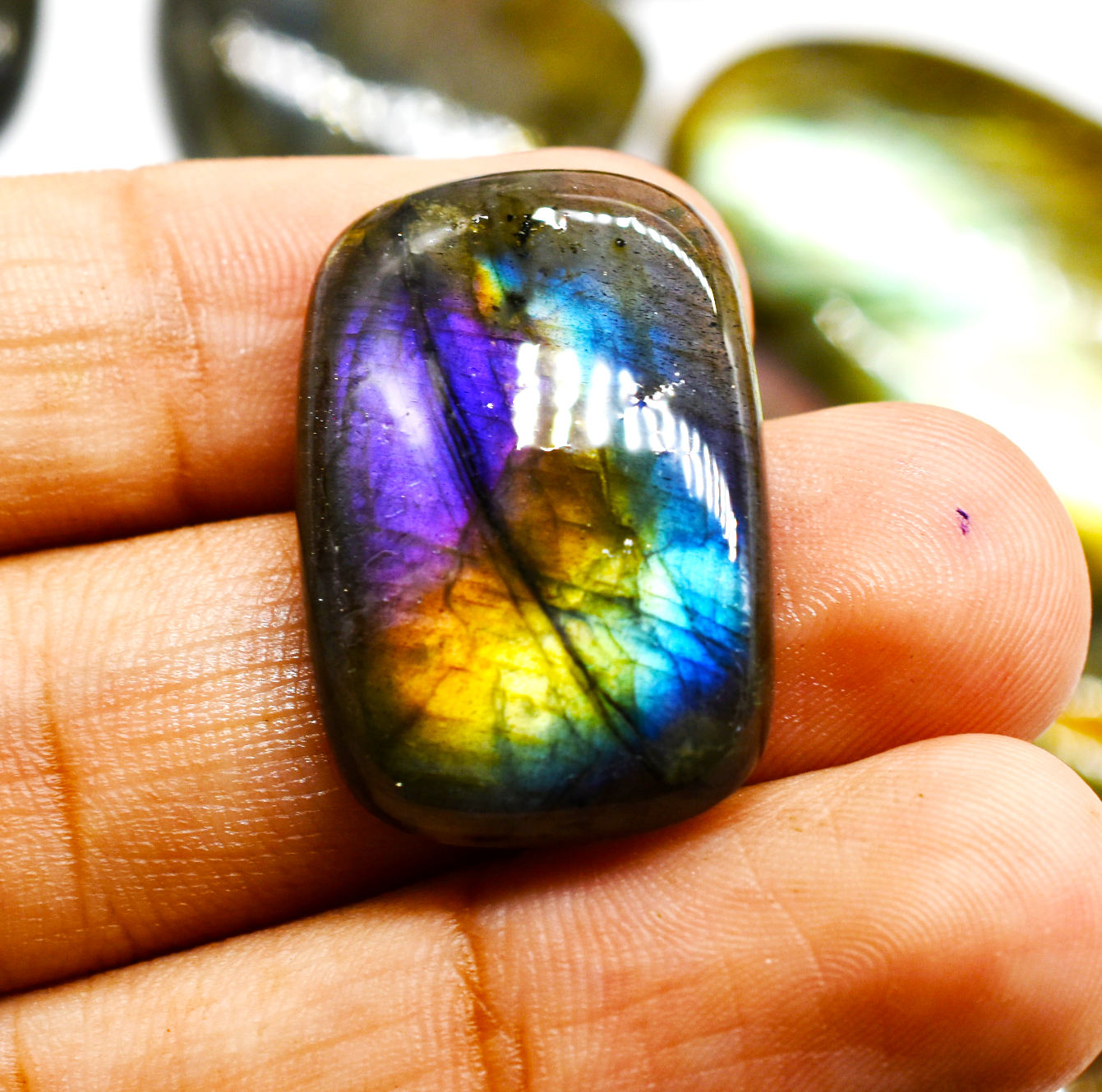 หลายสีม่วง