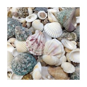 VENTA RÁPIDA Artesanías de Conchas Marinas Pulimentadas para Decorar Centros de Mesa de Boda y Alternativa Ecológica a las Adornos de Plástico - Product Image 2