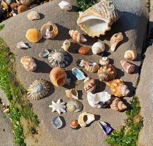 Libérez votre créativité avec des perles de coquillage polyvalentes, des coquillages et des coquillages naturels du Vietnam. - Product Image 6