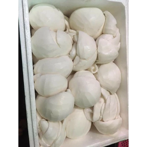 Meilleure vente 2025 tranche de viande de noix de coco congelée/morceau/entier/déchiqueté du Vietnam approvisionnement direct en usine - Product Image 2