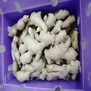 Jengibre Fresco Orgánico Marrón en Oferta, Certificado FSSAI, ISO, HACCP, Calidad de Exportación, 18 Meses de Caducidad - Product Image 1