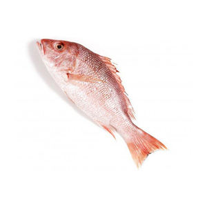 Selección superior de pescado de alabaca roja congelada, ofrecido a precio de descuento para compradores comerciales a gran escala. - Product Image 3