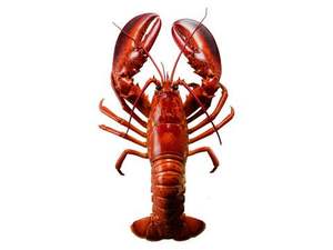 Langostas frescas y asequibles Colas de langosta congeladas - Product Image 3