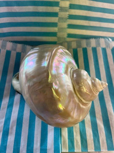 Exotic Pearl Turbo Seashells para centros de mesa de boda y decoraciones para eventos - Product Image 4