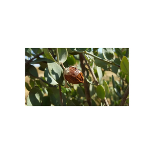 น้ํามันผู้ให้บริการคุณภาพสูงน้ํามันโจโจ้บาสกัดเย็นขายส่งธรรมชาติจํานวนมากบริสุทธิ์สําหรับการดูแลผิวในราคาที่ดีที่สุด - Product Image 5