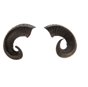 Corne de chèvre Ram Shofar à bas prix Tenture murale Article décoratif Vente chaude - Product Image 1