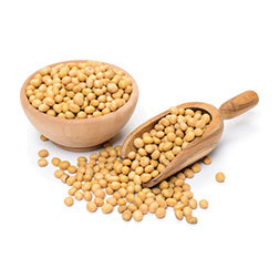 Graines de soja biologiques séchées de qualité supérieure pour l'agriculture commerciale et l'exportation en sacs en vrac – Ingrédient pour l'alimentation animale - Product Image 2