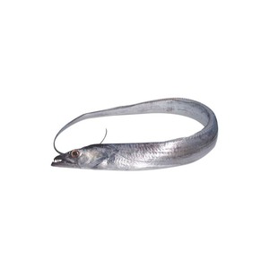 Pescado de cinta fresco de la mejor calidad disponible a granel a los precios más baratos - Product Image 1