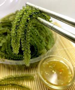 High Quality Preserved Grape <b>Seaweed</b> (Salt) in Bag Ready to Eat Export From Vietnam - Product Image 3