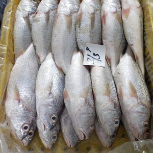 Wholesale IQF Croaker Frozen <b>Fish</b> Yellow with 12 Month Shelf Life - Product Image 1