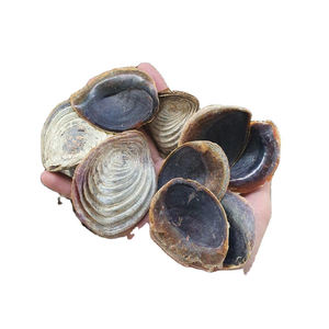 Coquillage naturel opercule en vrac fournisseur en gros poli artisanat fabrication de bijoux coquille d'aquarium décorative qualité d'exportation - Product Image 3