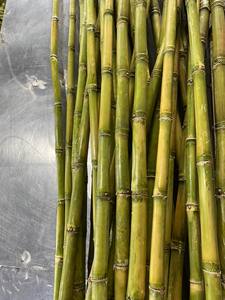 Canne à sucre congelée IQF/BQF en morceaux, récolte 2024, haute qualité, stockage à -18°C, de 99 Gold Data au Vietnam - Product Image 4